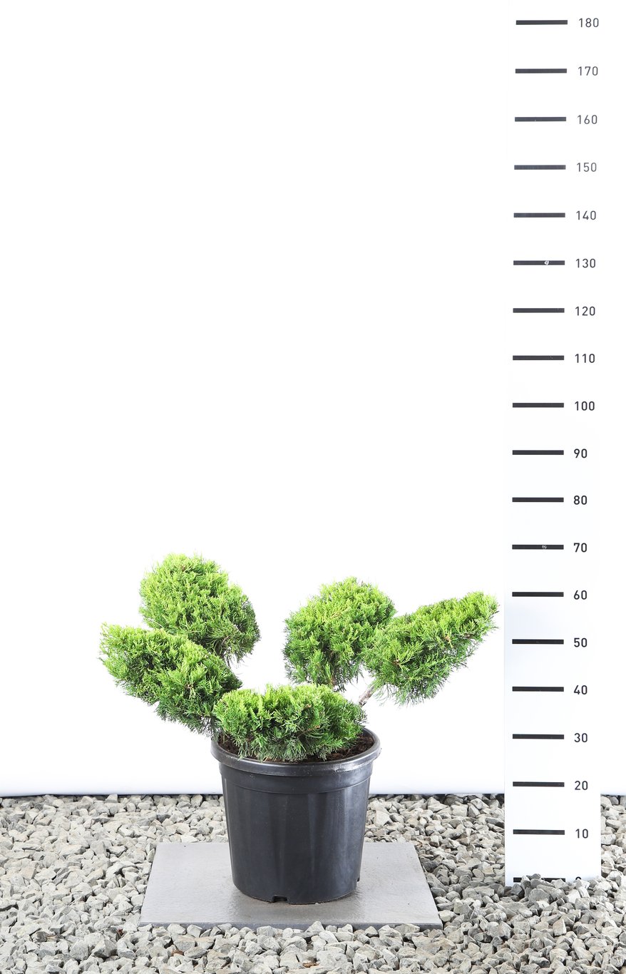 Juniperus pf. 'Old Gold' - 80-100 CM Multiplateau EXTRA in Cont.